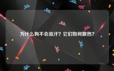 为什么狗不会流汗？它们如何散热？