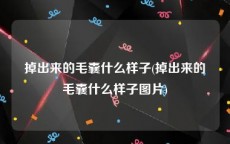 掉出来的毛囊什么样子(掉出来的毛囊什么样子图片)