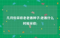 几月份采收老老姜种子(老姜什么时候采收)