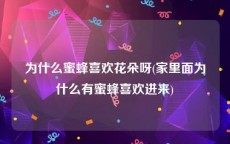 为什么蜜蜂喜欢花朵呀(家里面为什么有蜜蜂喜欢进来)