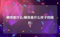 螨虫是什么(螨虫是什么样子的图片)