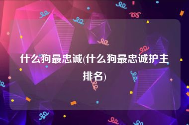 什么狗最忠诚(什么狗最忠诚护主排名)