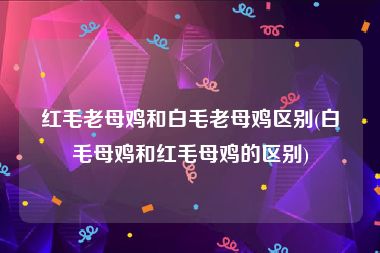 红毛老母鸡和白毛老母鸡区别(白毛母鸡和红毛母鸡的区别)