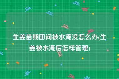 生姜苗期田间被水淹没怎么办(生姜被水淹后怎样管理)