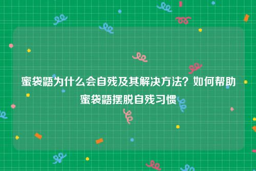 蜜袋鼯为什么会自残及其解决方法？如何帮助蜜袋鼯摆脱自残习惯